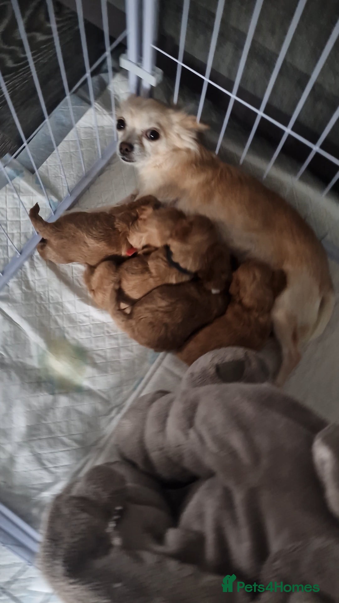 Chipoo dogs for sale: Asian chipoo  - Advert 2