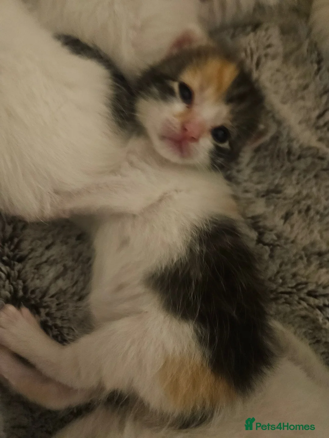 Ragdoll cats for sale: Stunning, Friendly Ragdoll cross kittens - Advert 21