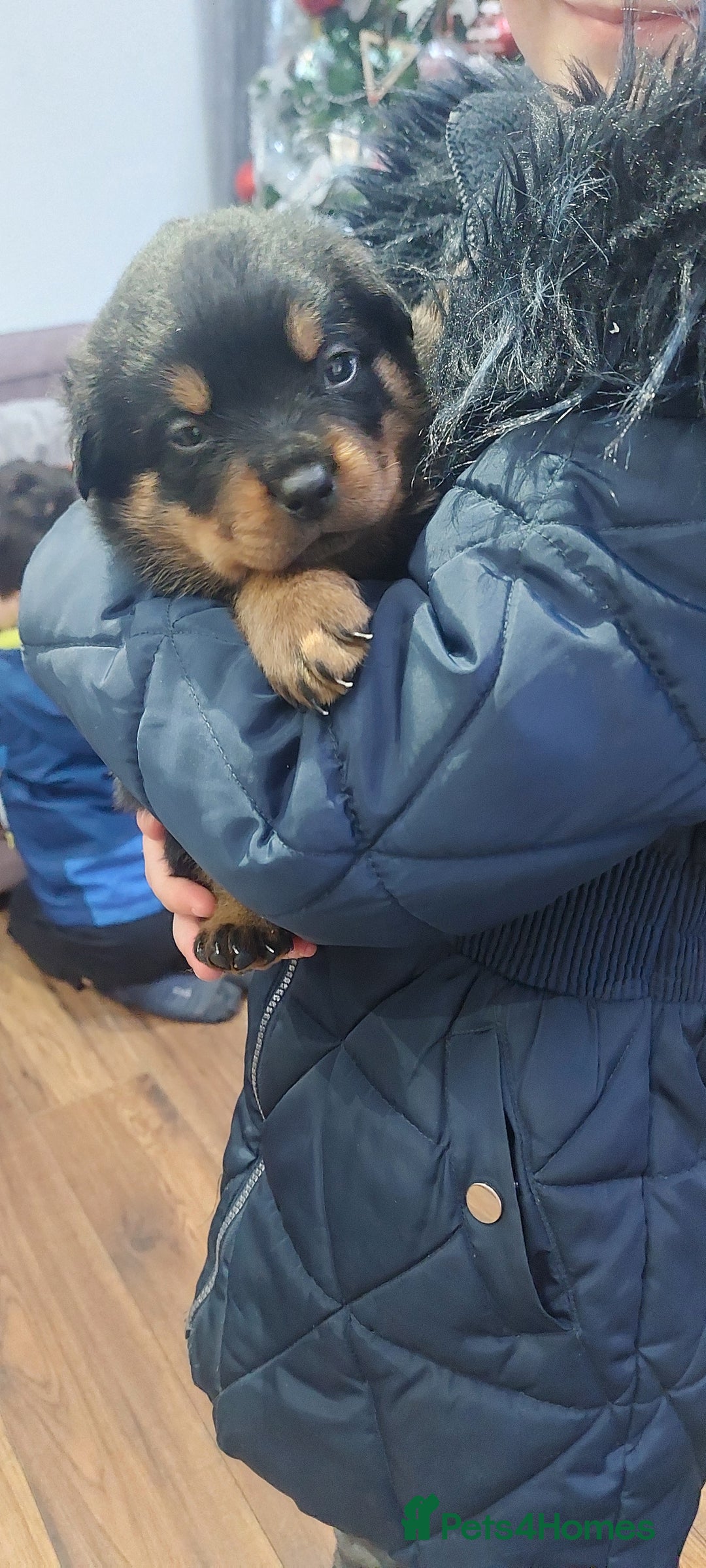 Rottweiler dogs for sale: KC Rottweiler pups (health tested parents) - Advert 10