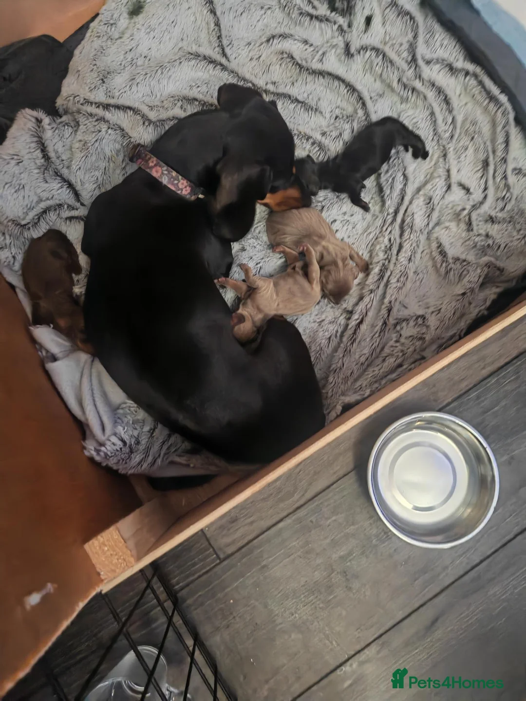 Miniature Dachshund dogs for sale: Beautiful miniature dachshund puppies - Advert 10