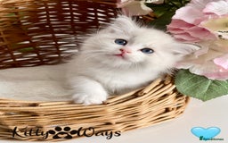 Ragdoll cats for sale: 🐾🩷*TICA REG* LYNX TABBY EU RAGDOLL KITTENS🩵🐾 - Image 2