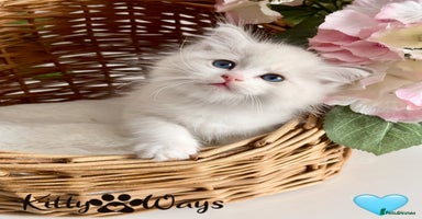 Ragdoll cats - Advert 18