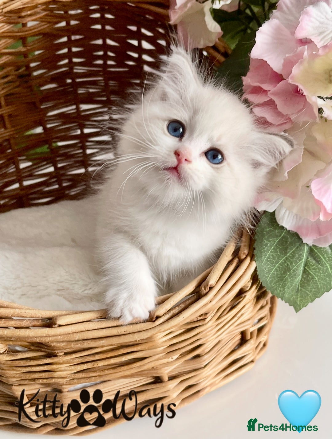 Ragdoll cats for sale: 🐾🩷*TICA REG* LYNX TABBY EU RAGDOLL KITTENS🩵🐾 - Image 2