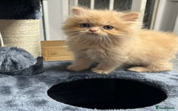 Ragdoll cats for sale: Ragdoll x Persian kittens  - Image 8
