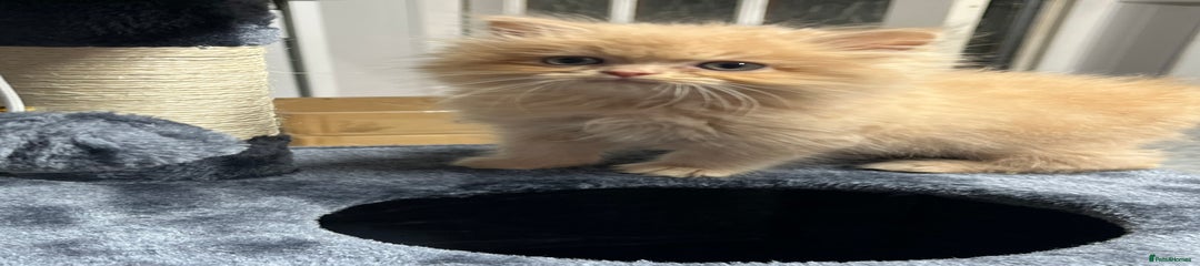 Ragdoll Kitten 3