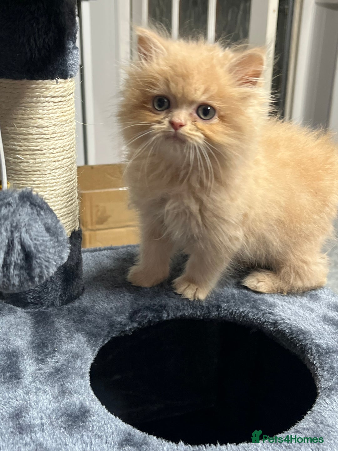 Ragdoll cats for sale: Ragdoll x Persian kittens  - Image 8