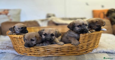 Jack Russell dogs - Advert 6