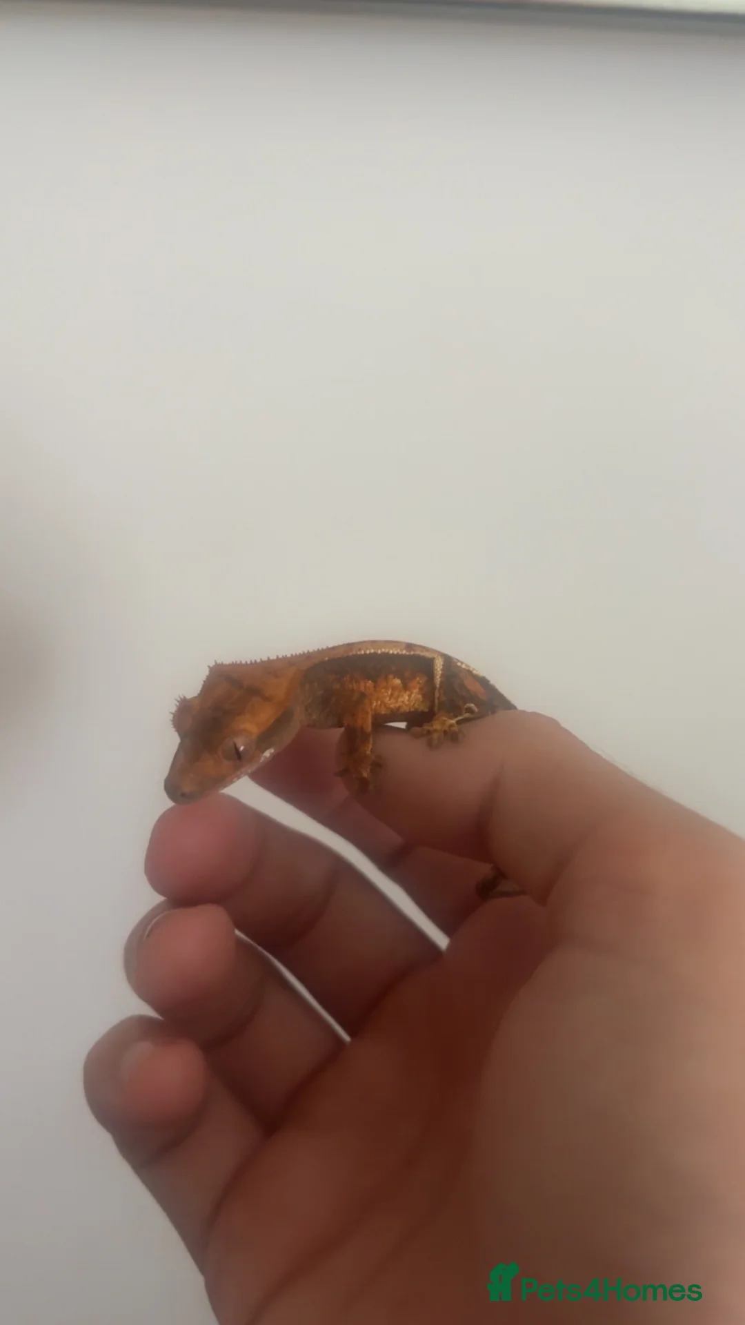 Gecko reptiles for sale: Sale!!! 4/12 left Stunning baby crested geckos - Advert 2