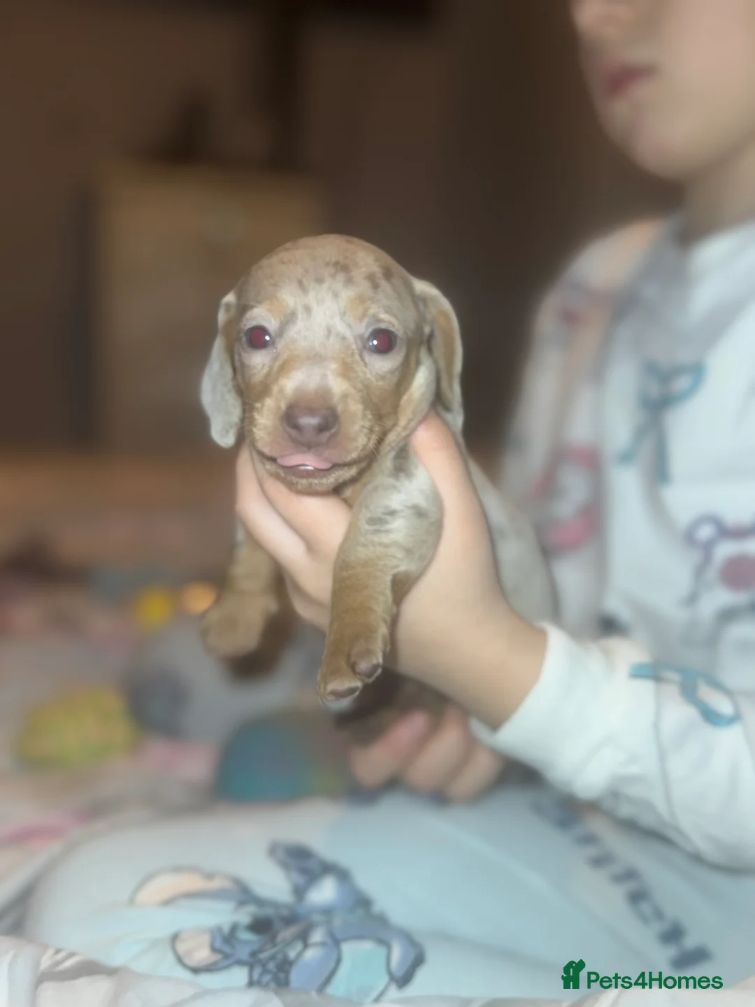 Miniature Dachshund dogs for sale: Isabella silver dapple miniature Daschound puppy’s - Advert 11