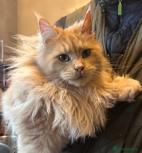 Gallery Image {{count}}