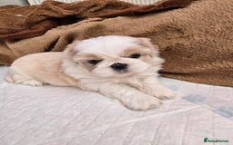 Shih Tzu dogs for sale: Hi my name is Maria  - Image 4