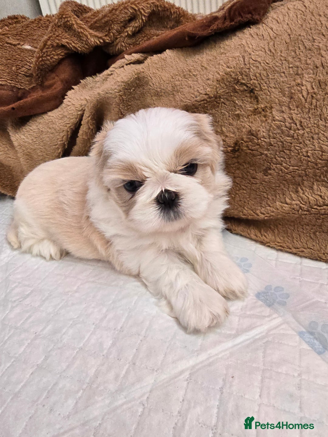 Shih Tzu dogs for sale: Hi my name is Maria  - Image 4
