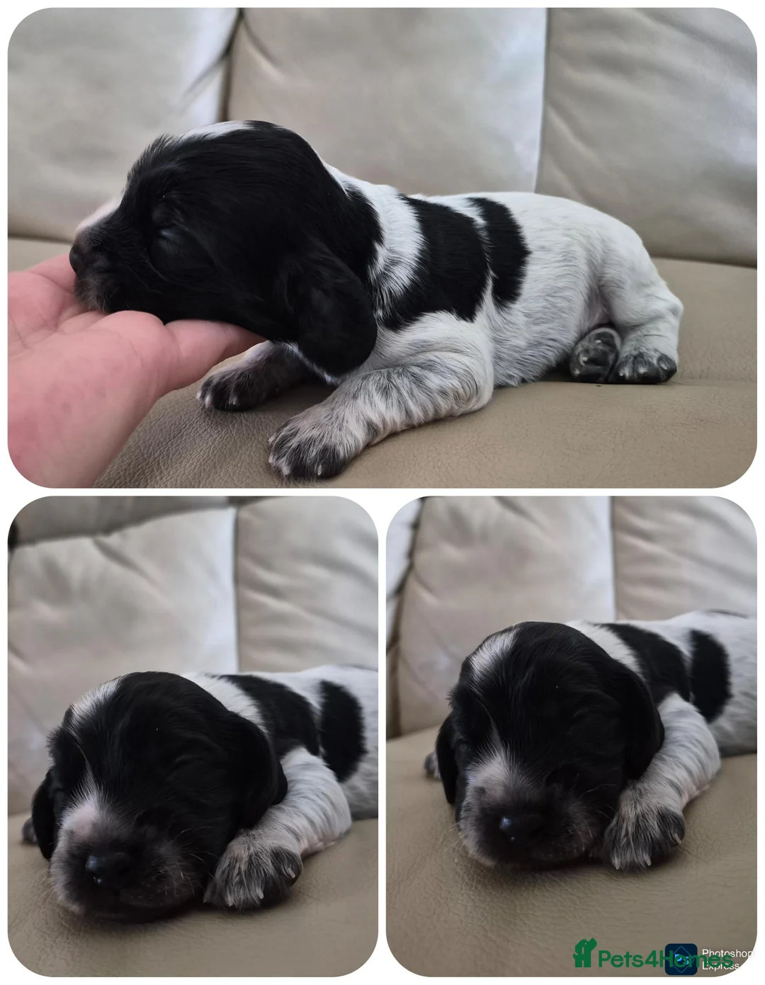 Cocker Spaniel dogs for sale: Open for reserve English Cocker Spaniel puppies - Advert 13