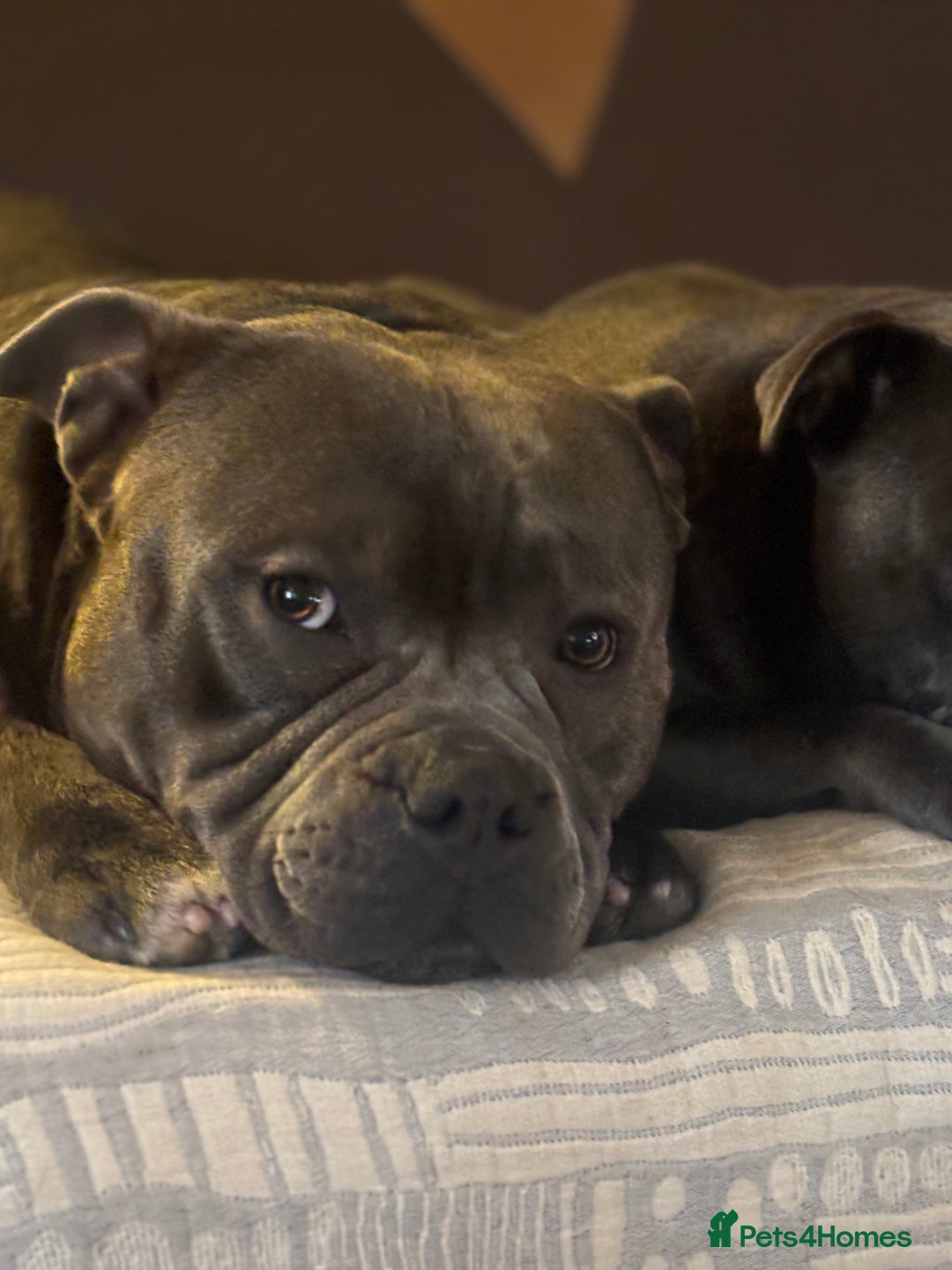 Staffordshire Bull Terrier dogs for stud: Staffordshire Bull Terrier (stud dog) - Advert 12