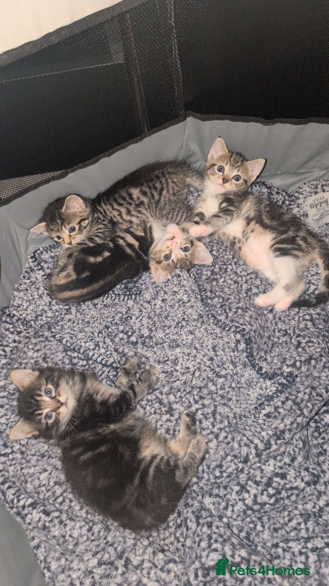 Mixed Breed cats 4 adorable kittens looking for a future home - Advert 16