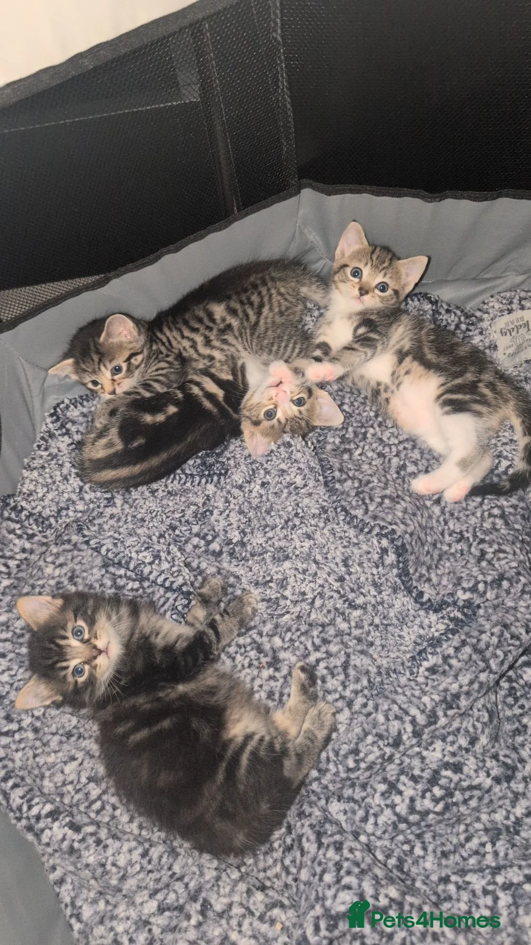 Mixed Breed cats for sale: 4 adorable kittens looking for a future home - Advert 1