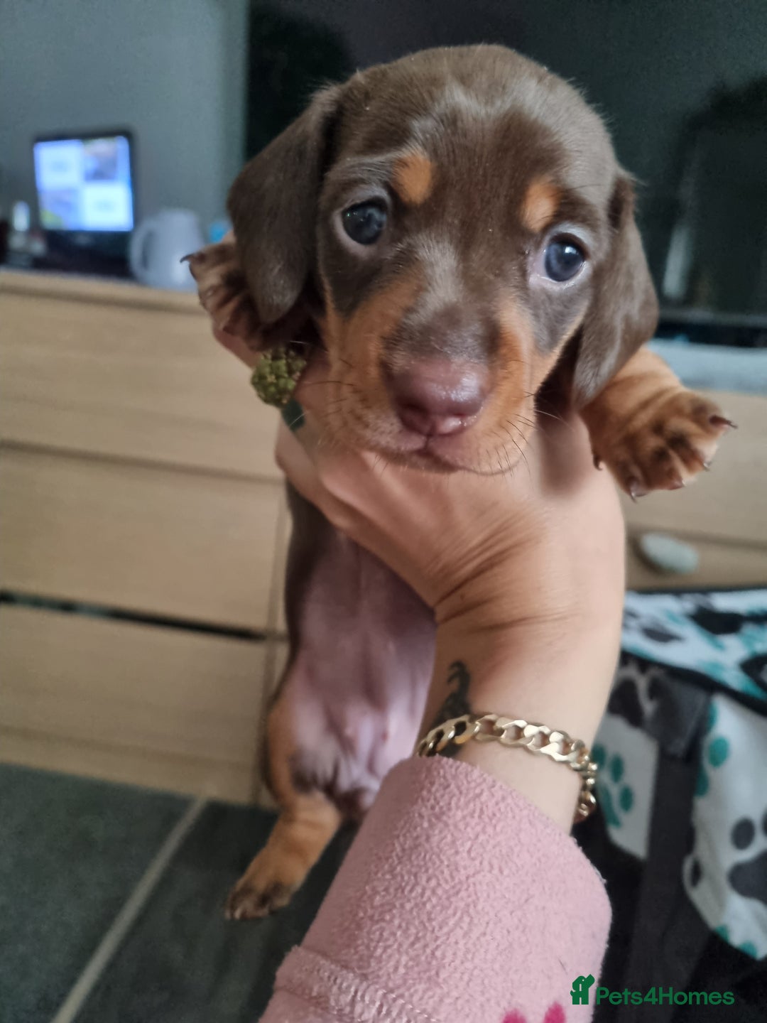 Miniature Dachshund dogs for sale: Miniature dachshunds  - Image 3