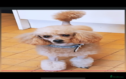 Mixed Breed dogs for sale: Adult female KC  - Image 2