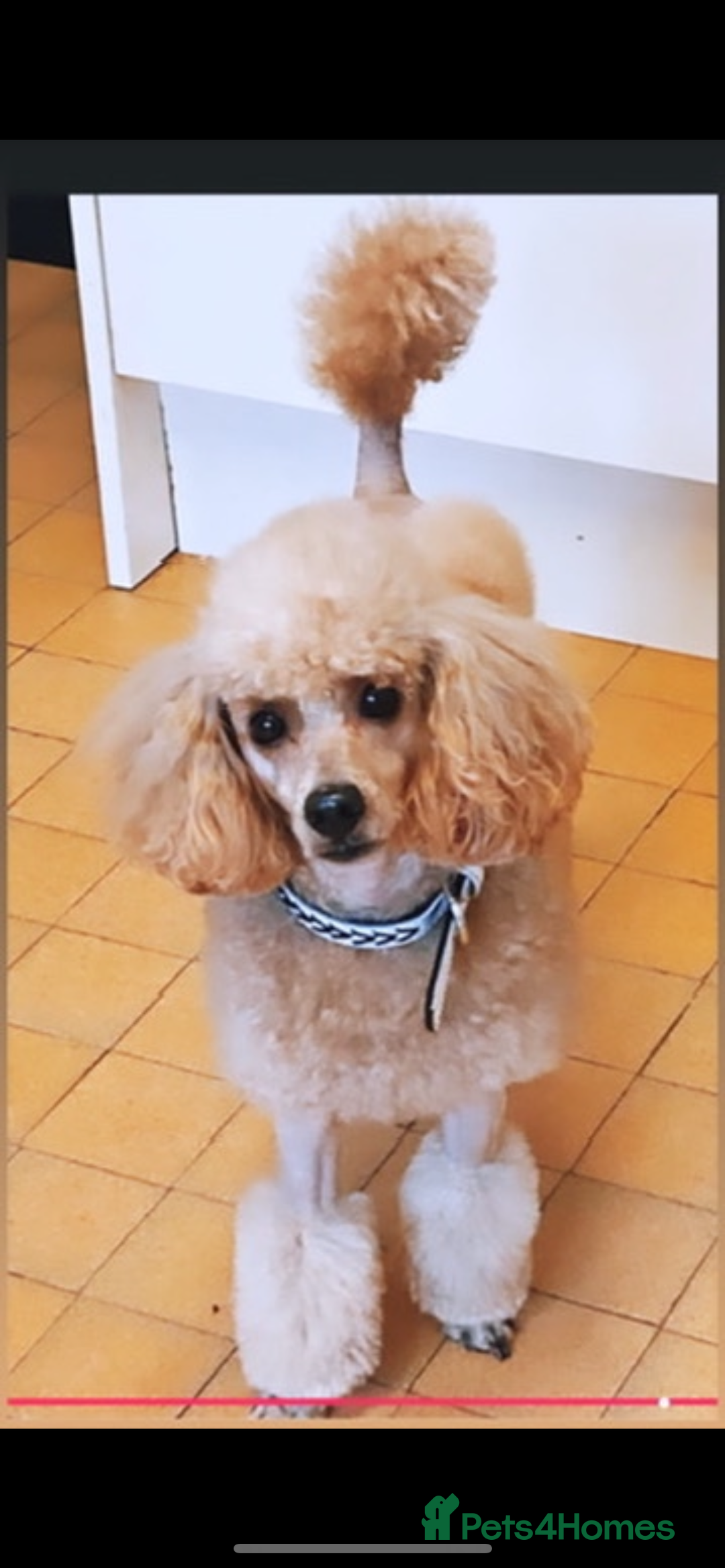Mixed Breed dogs for sale: Adult female KC  - Image 2