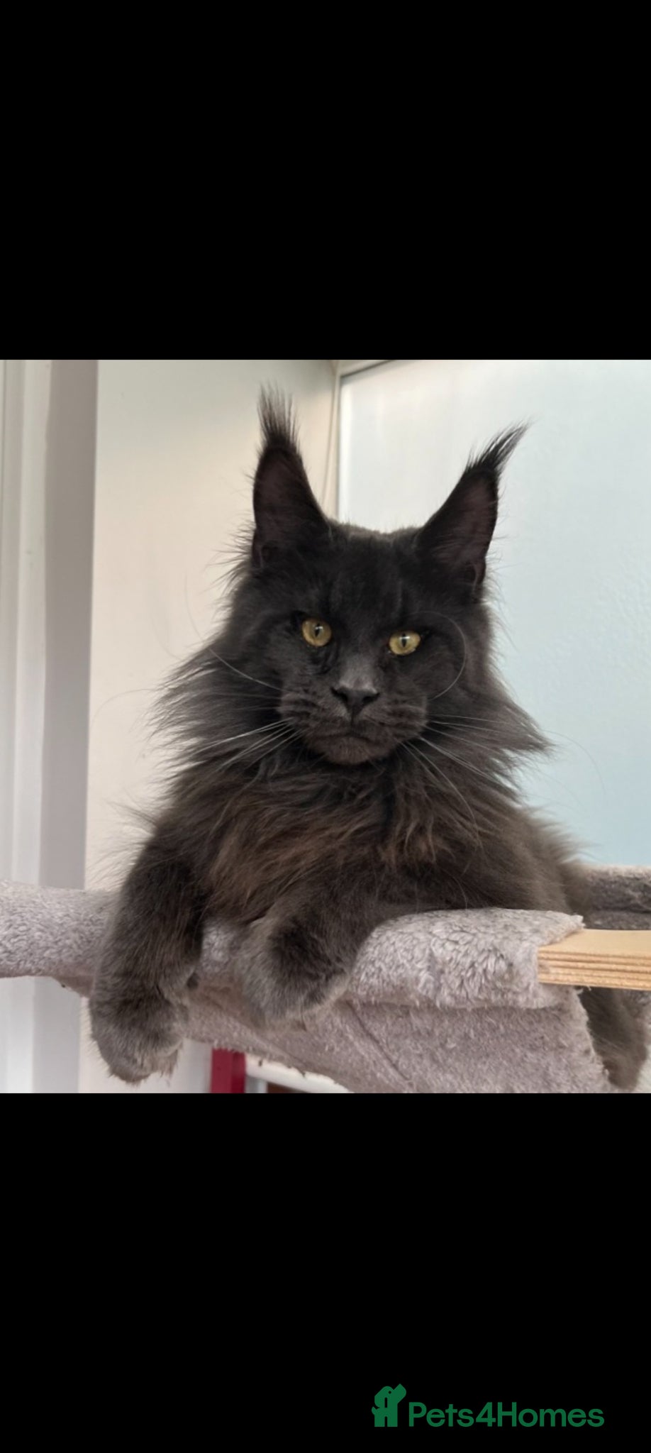 Maine Coon cats 👻😻 TICA REGISTERED Maine coon for sale👻😻 - Advert 2