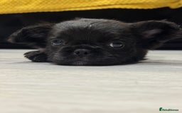 French Bulldog dogs for sale: Beautiful French Bulldogs Males  - Advert 10