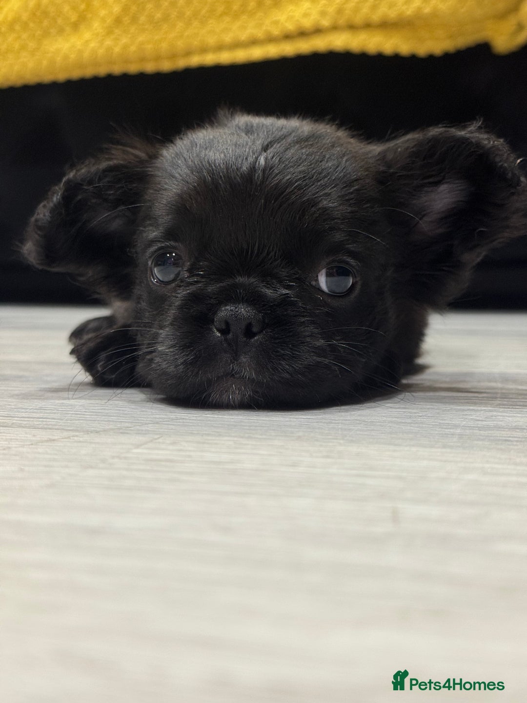 French Bulldog dogs for sale: Beautiful French Bulldogs Males  - Advert 10