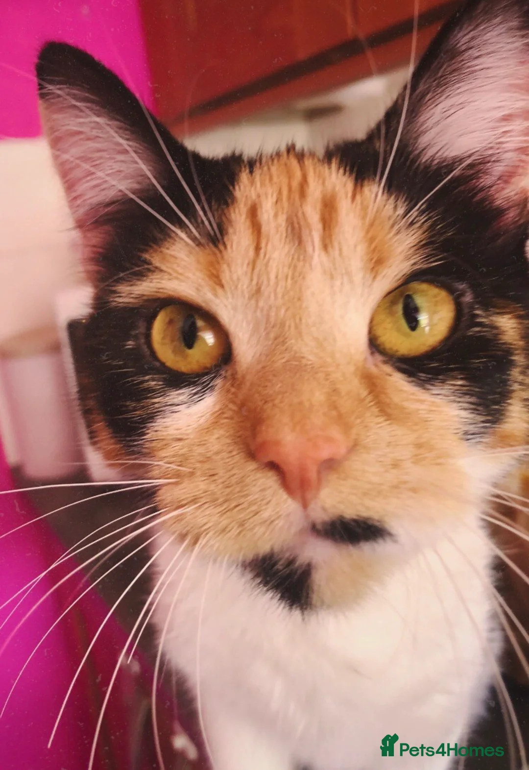 Mixed Breed cats for sale: 2 female cats for sale (together) - Advert 2