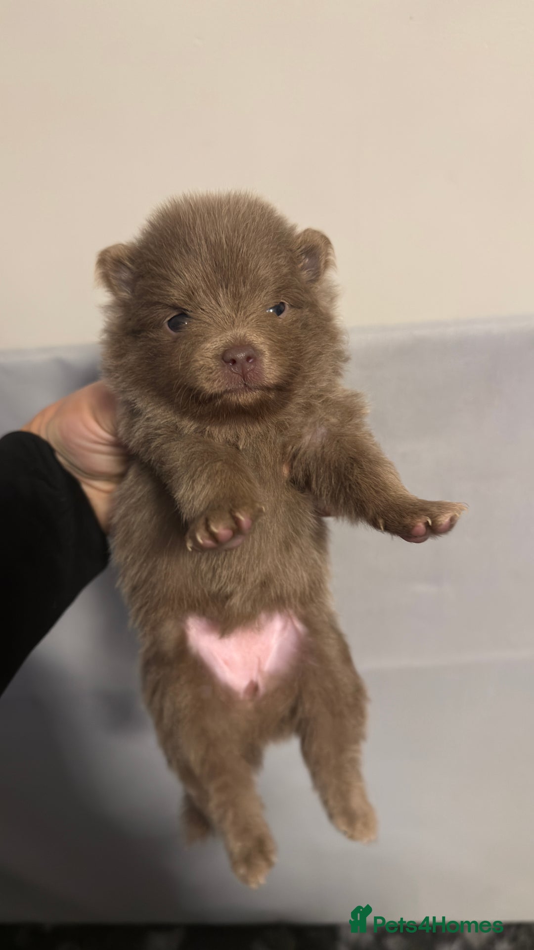 Pomeranian dogs for stud: PROVEN STUD KC RUSSIAN CHAMPION LINES POMERANIAN  in Tiverton - Advert 18