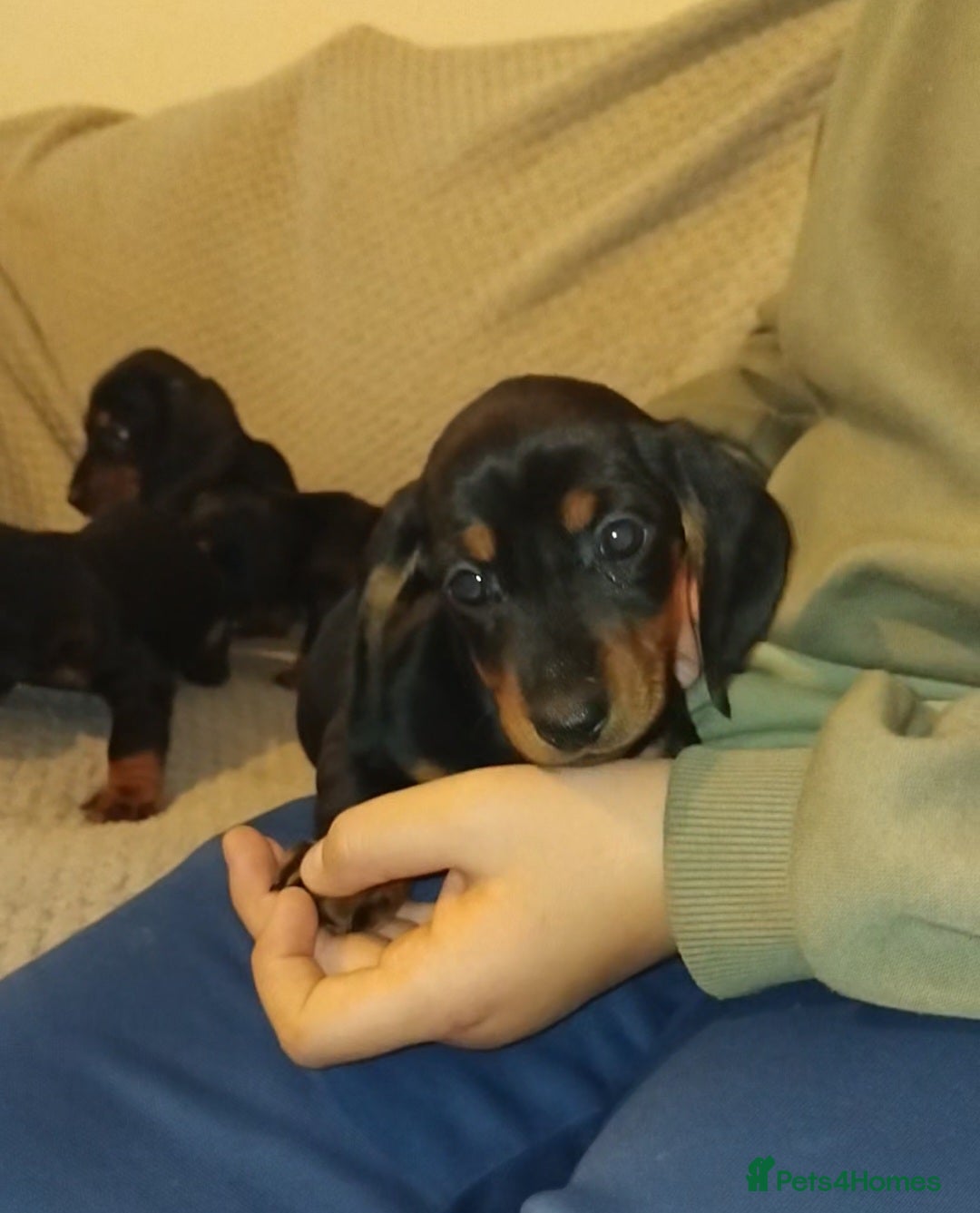 Dachshund dogs for sale: Dachshund puppies - Advert 8