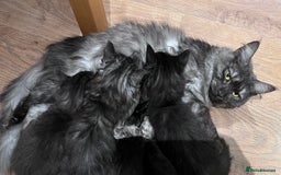 Maine Coon cats for sale: TICA registered adorable Maine coon kittens - Image 7