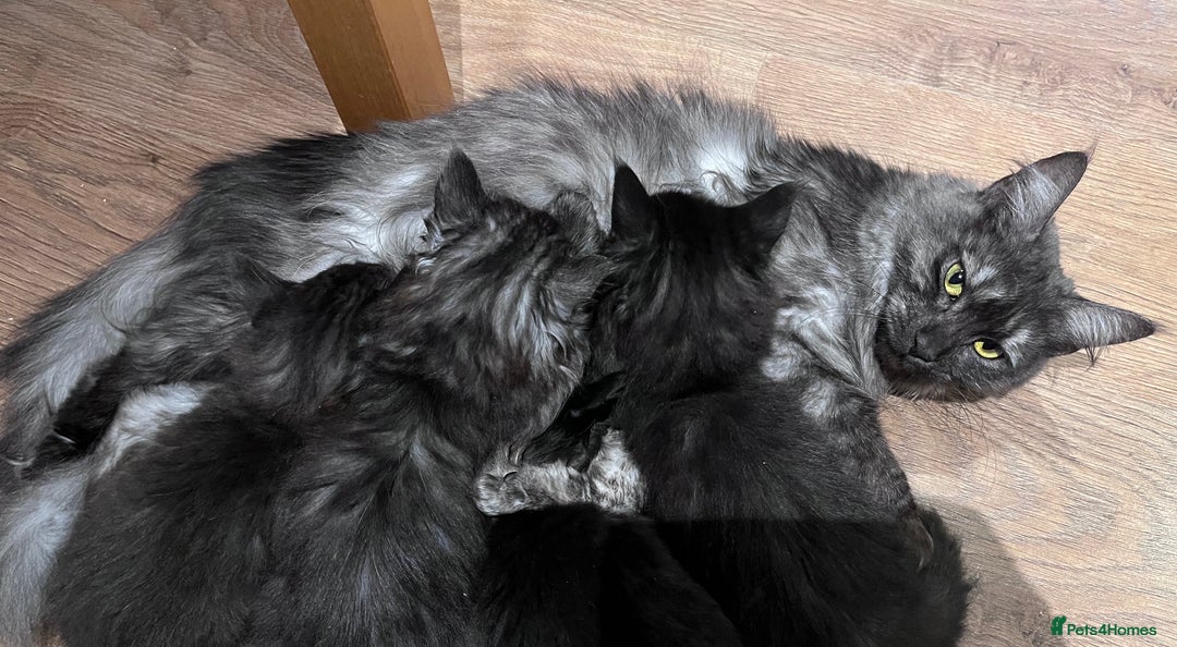 Maine Coon cats for sale: TICA registered adorable Maine coon kittens - Image 7