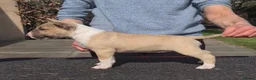 English Bull Terrier dogs for sale: English bull terrier puppies  in Bedford - Advert 7