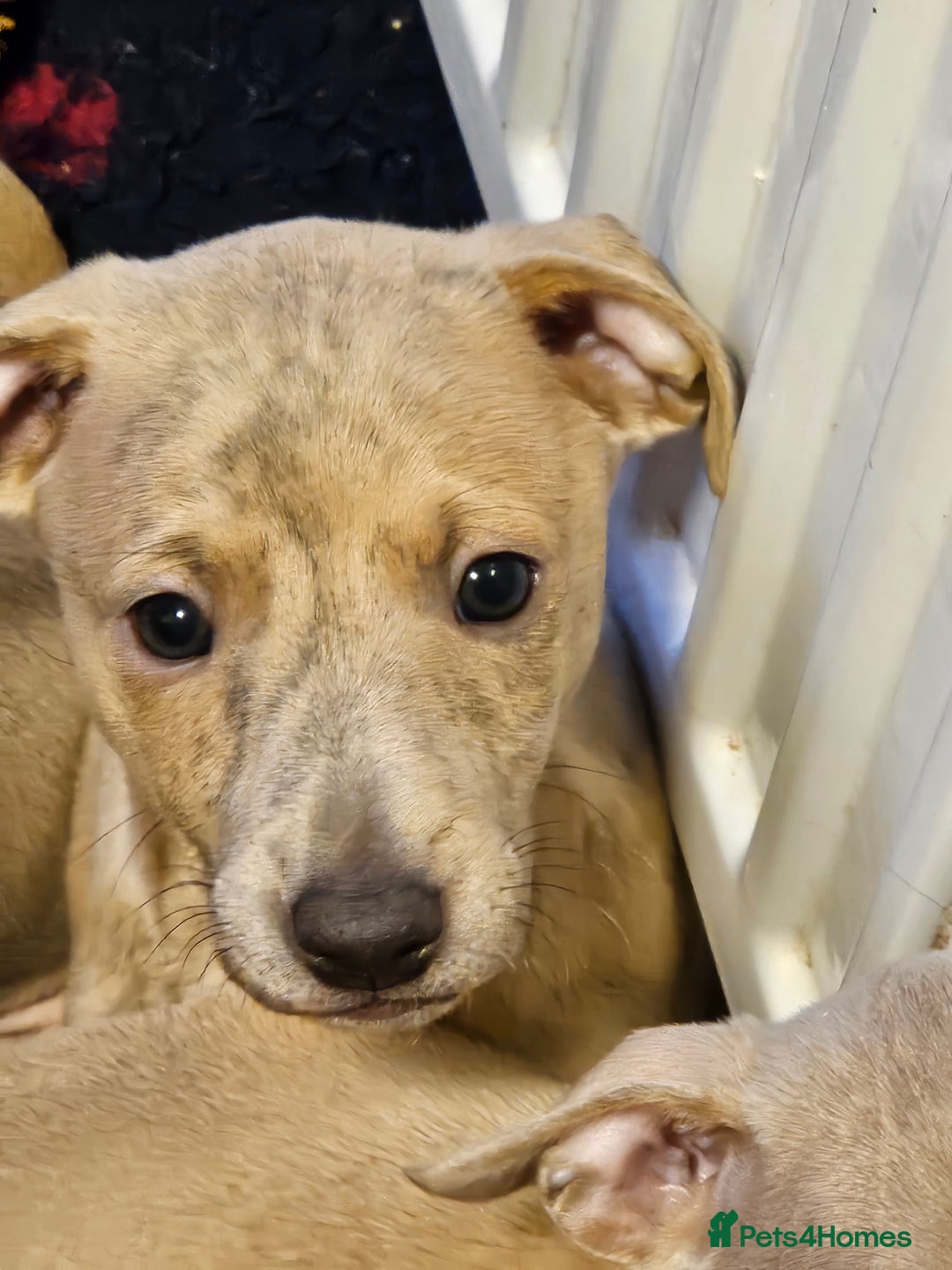 Whippet dogs for sale: ✨🐾 Gorgeous KC Registered Whippet puppies  🐾✨  - Advert 38