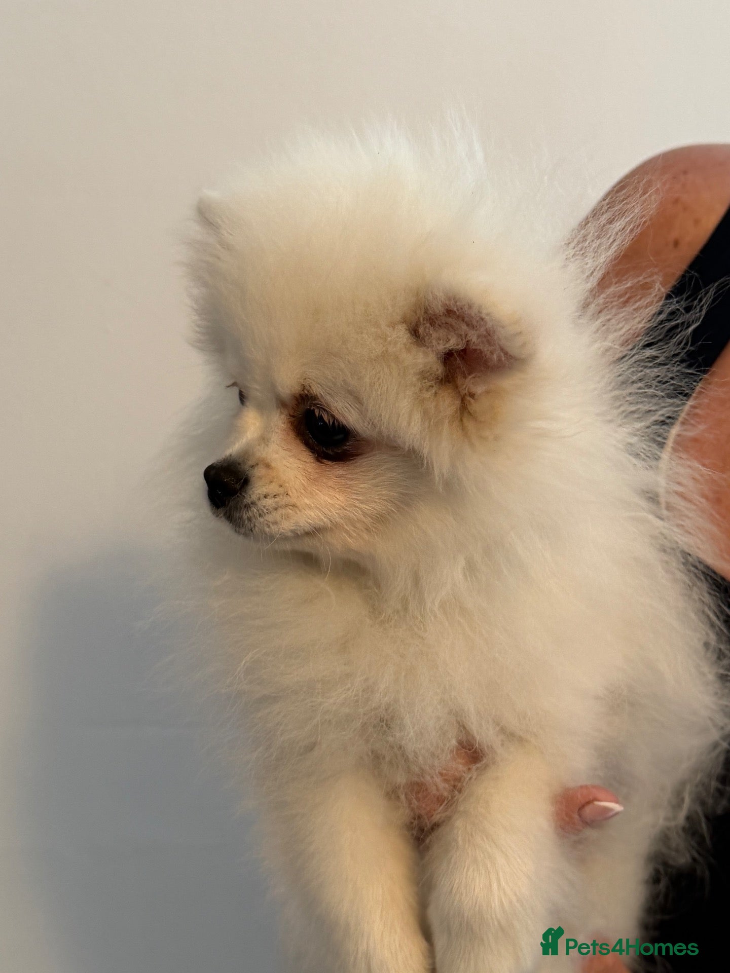 Pomeranian dogs Beautiful Pomeranian Puppies ready now!! - Advert 2