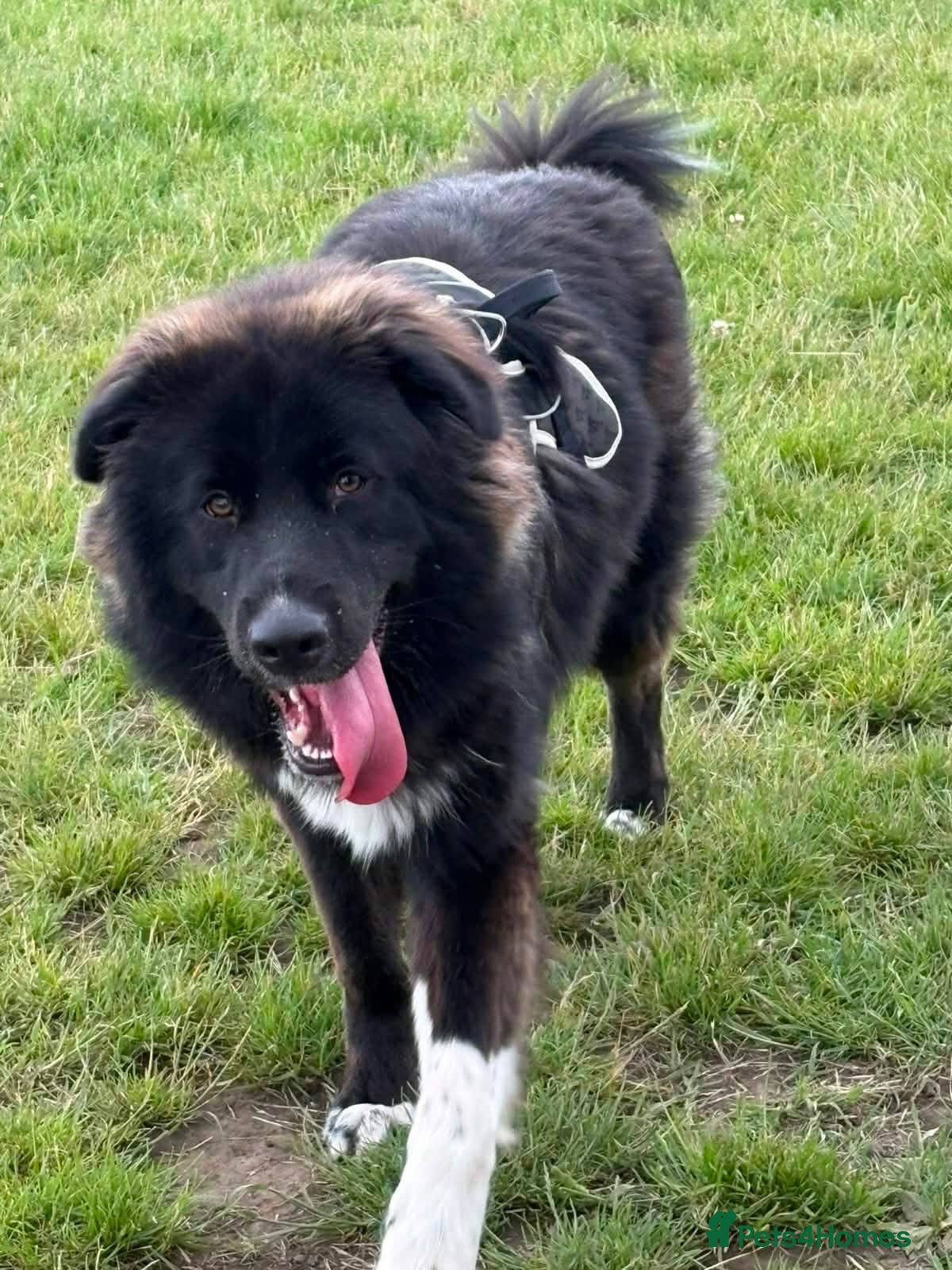 Mixed Breed dogs BOE - Urgent!  - Advert 1