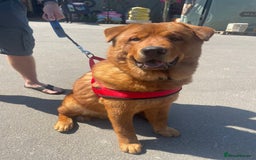 Mixed Breed dogs for sale: 7 month old chow x - Image 1