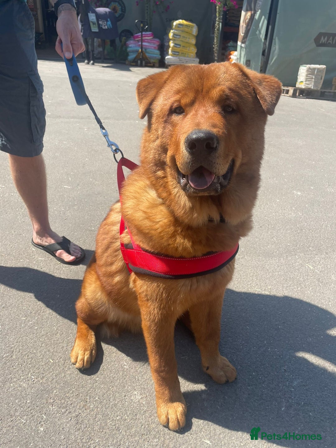 Mixed Breed dogs for sale: 7 month old chow x - Image 1