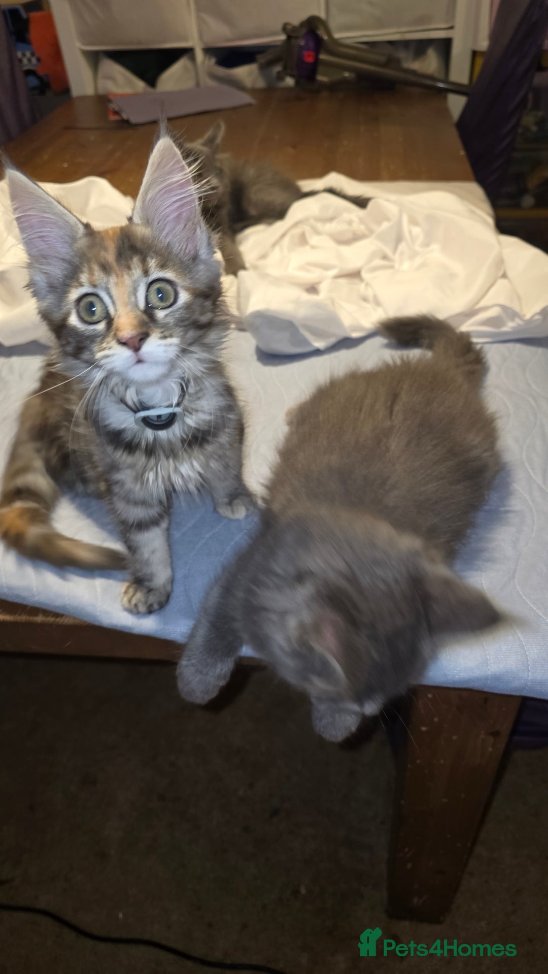 Maine Coon cats for sale: 5 beautiful maine coon ready to go - Advert 26