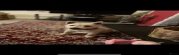 Westiepoo dogs for sale: Westipoo puppies 🐶🐶  - Advert 4