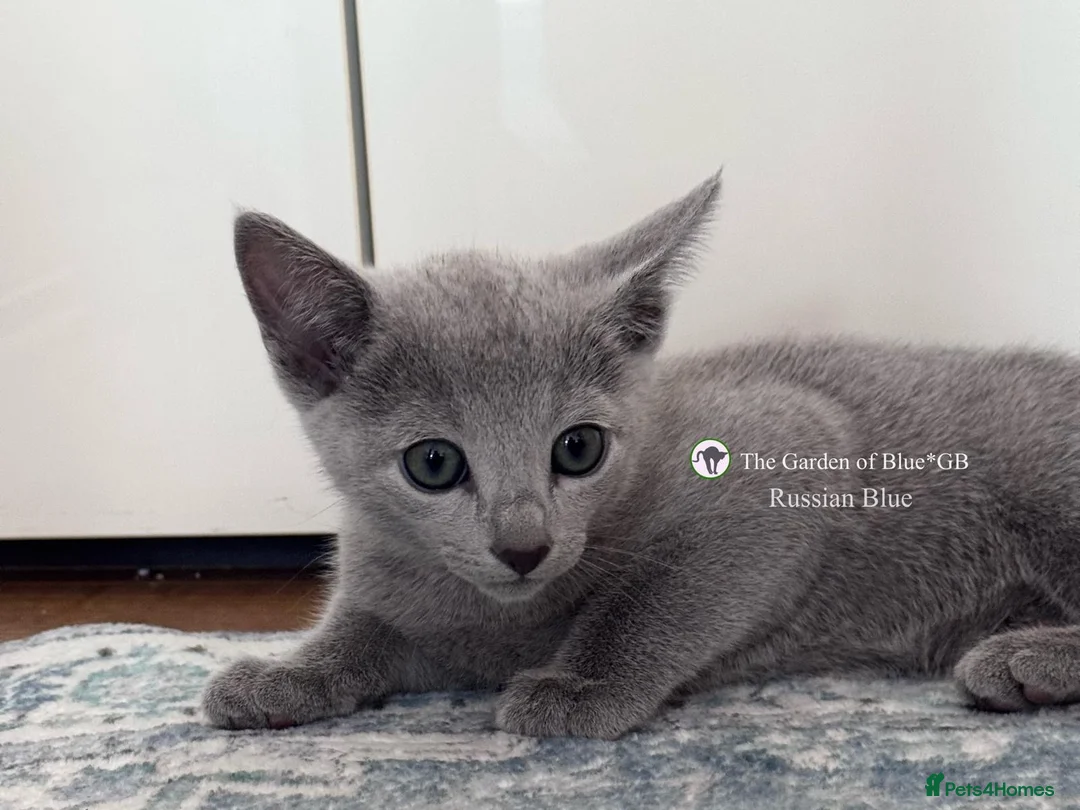 Russian Blue cats for sale: Beautiful full pedigree Russian Blue siblings  - Advert 35