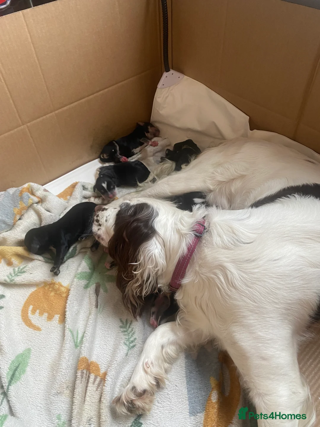 Sproodle dogs for sale: Tri sproodle puppies for sale - Advert 2