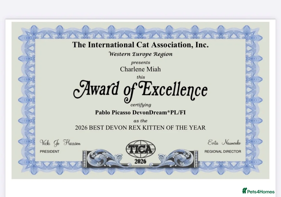 Devon Rex cats for stud: Super amazing boy for stud - Advert 2