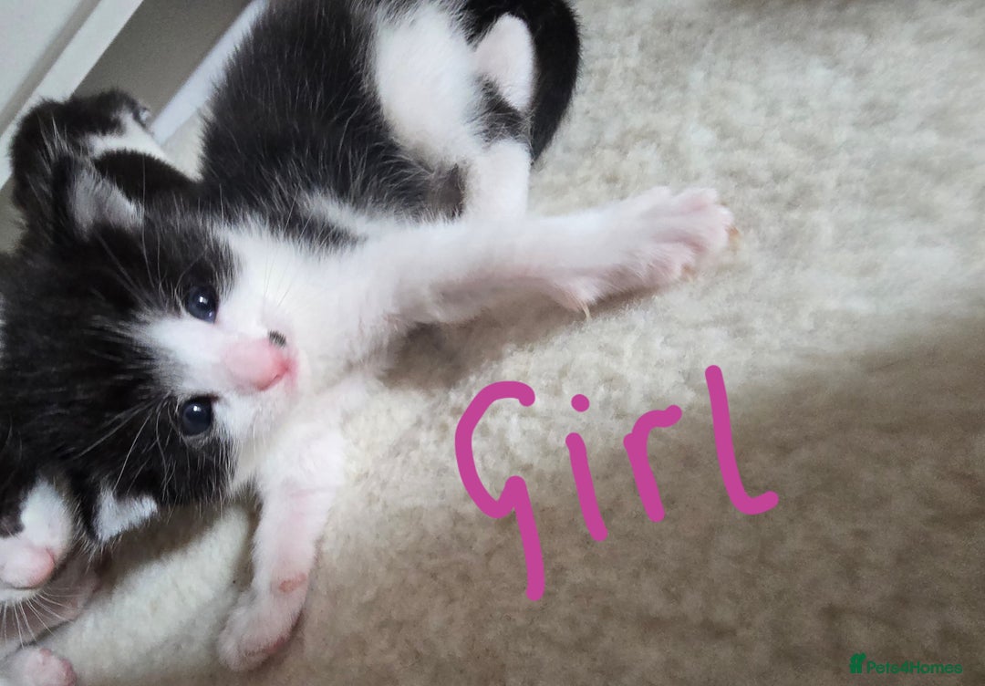 Domestic Shorthair cats for sale: 4 Kittens For Sale - Image 2