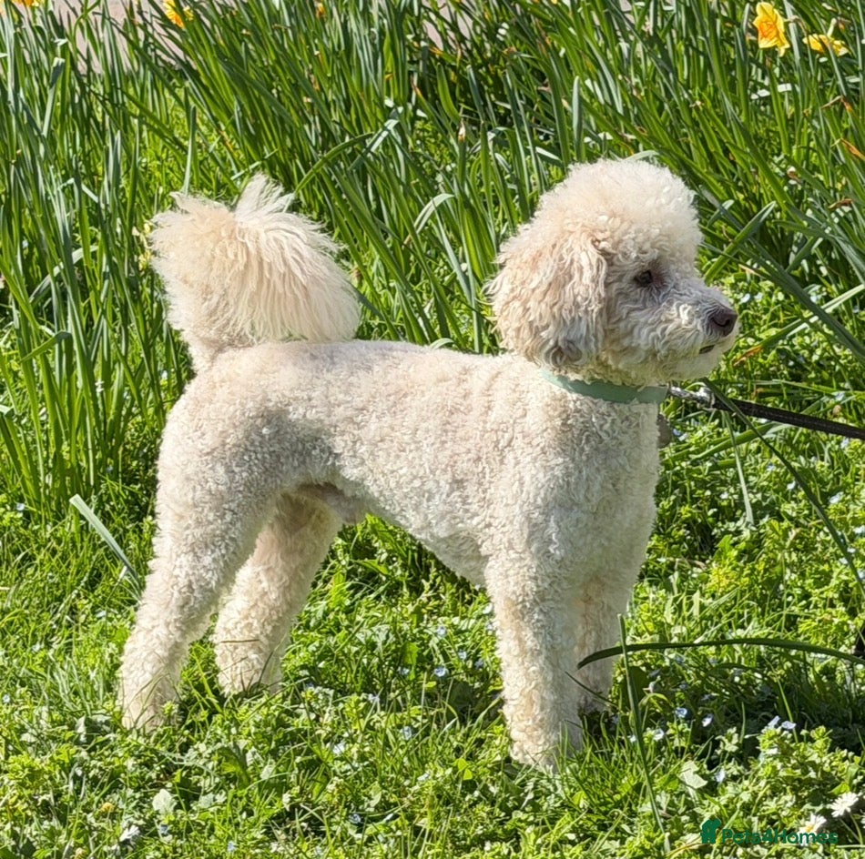 Toy Poodle dogs Beautiful Proven Poodle Stud Available 🤍 - Advert 1