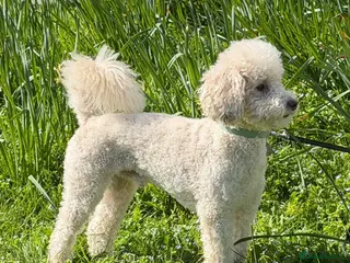 Toy Poodle dogs Beautiful Proven Poodle Stud Available 🤍 - Advert 1
