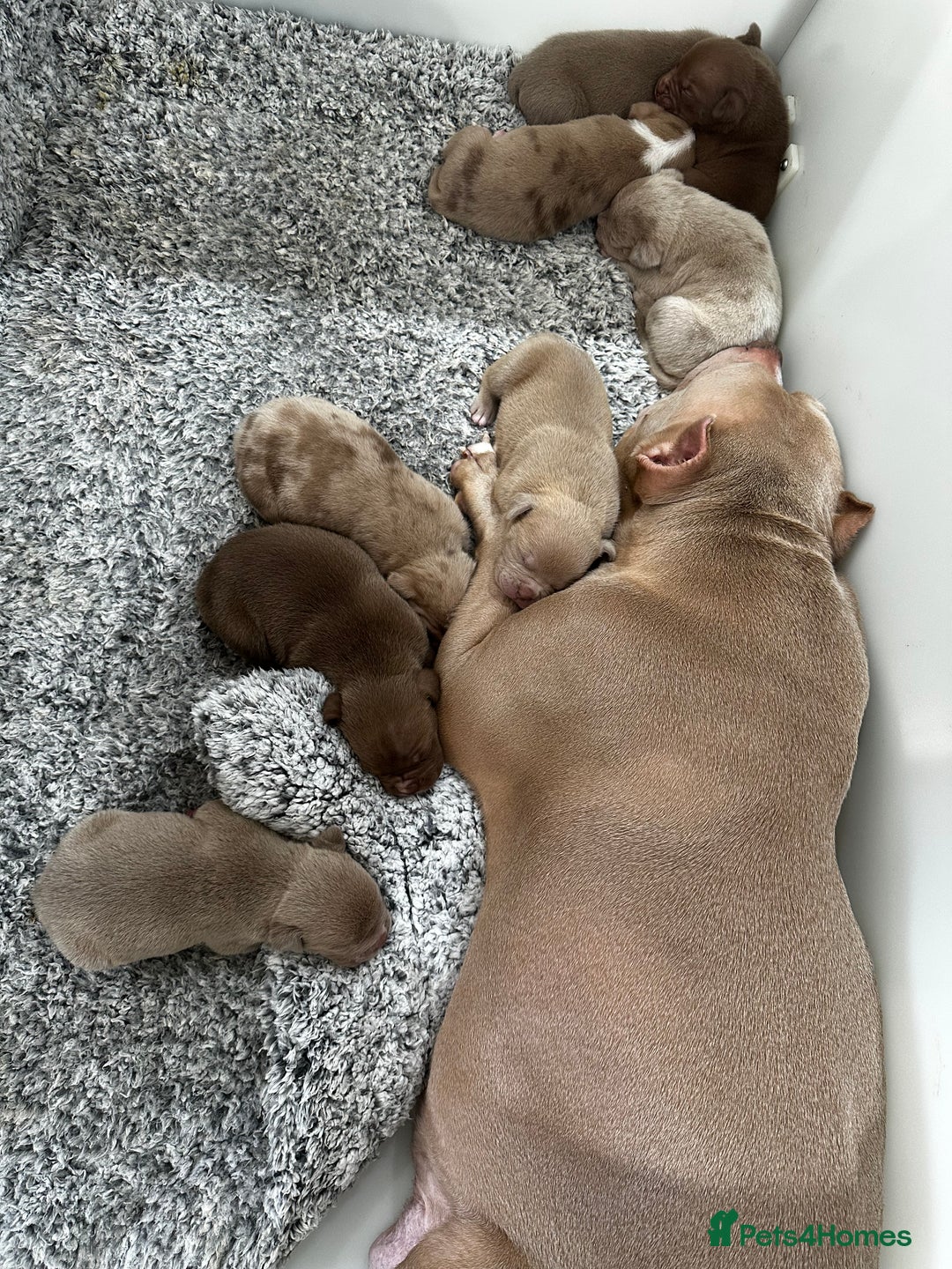 American Bully dogs for sale: ABKC POCKET/MICRO BULLY PUPPIES IMPORT BLOODLINES - Advert 2