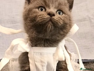 British Shorthair cats Little princess 👸 - Advert 13
