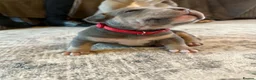 American Bully dogs for sale: Blue x lilac tri American pocket bully pups - Advert 8