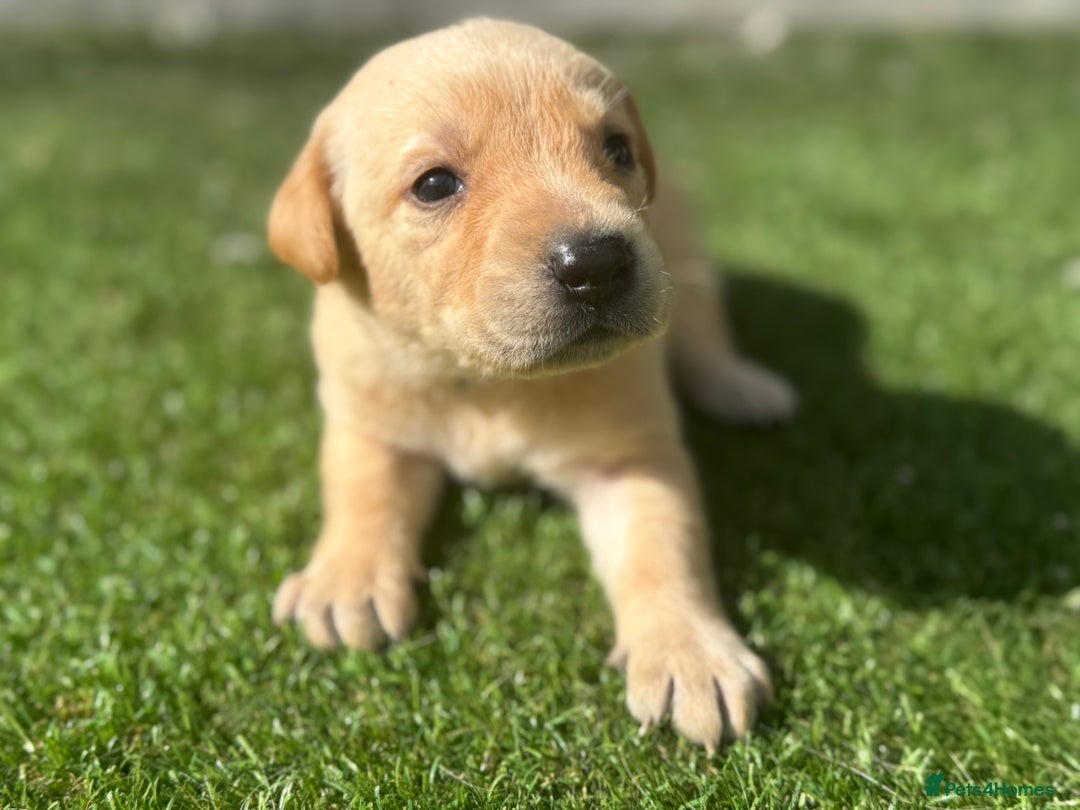 Labrador Retriever dogs for sale: Beautiful top kc line Labrador puppy’s  - Image 18