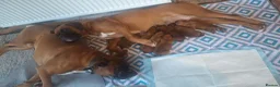 Boxer dogs for sale: Boxer Puppies - Advert 1